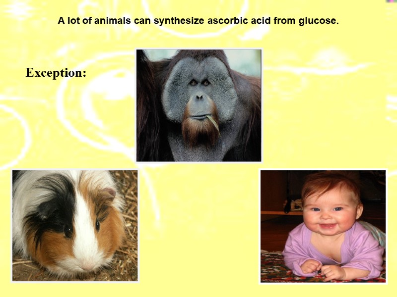 A lot of animals can synthesize ascorbic acid from glucose. Еxception: